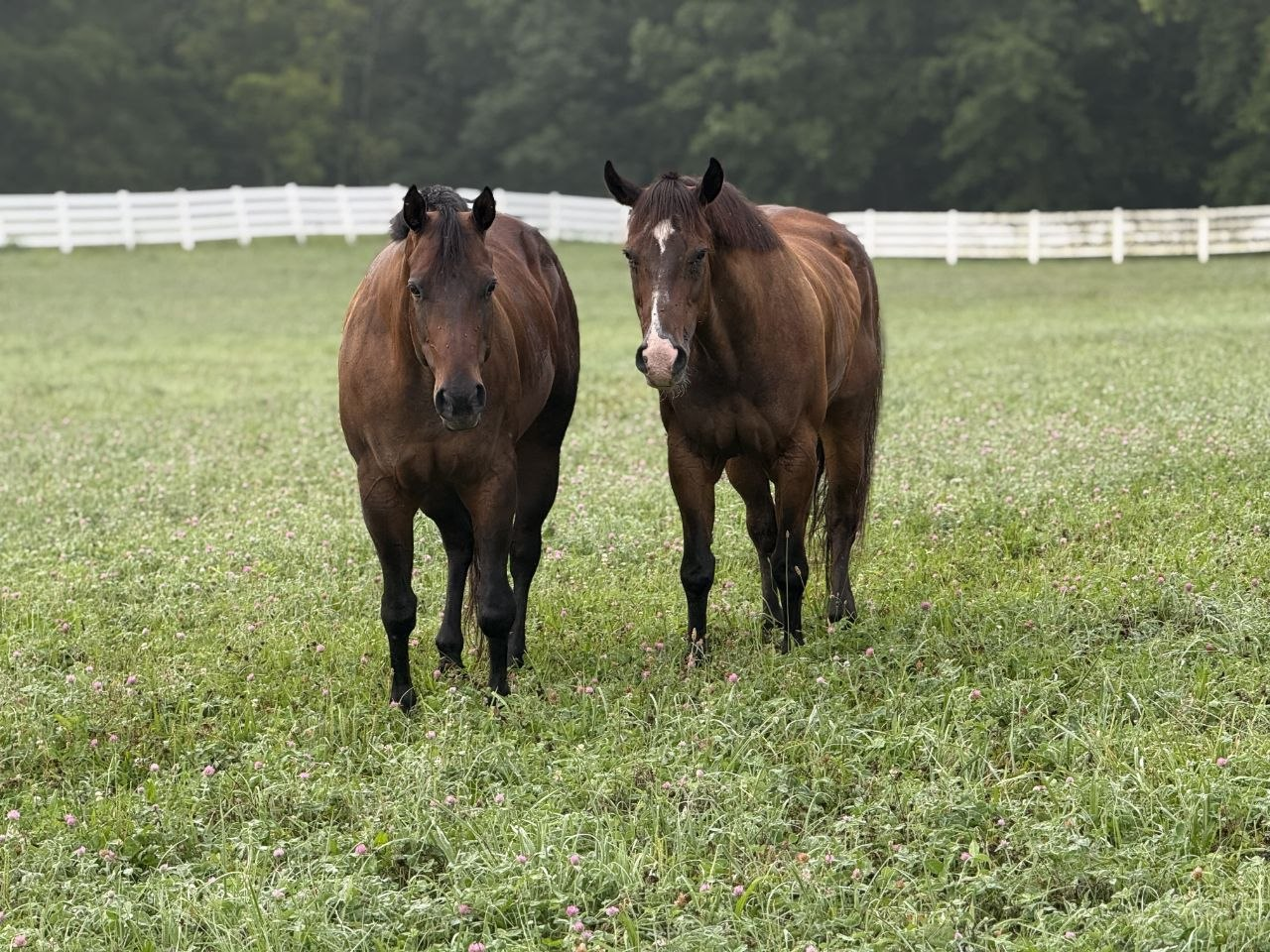 Two horses standing in a clover pasture